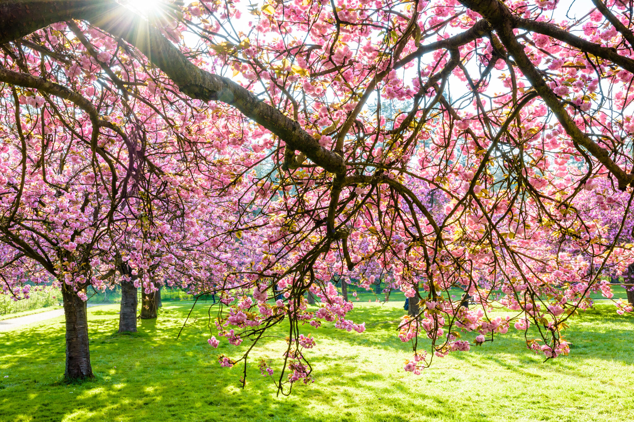 Spring Tree Care Why Trees Aren't Blooming Elite Tree Care
