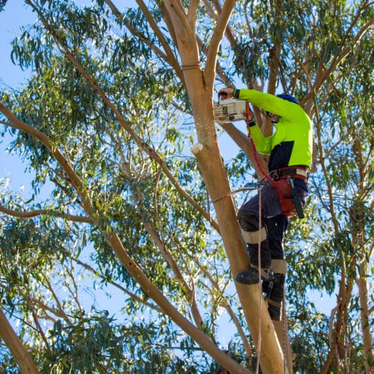 Tree Trimming