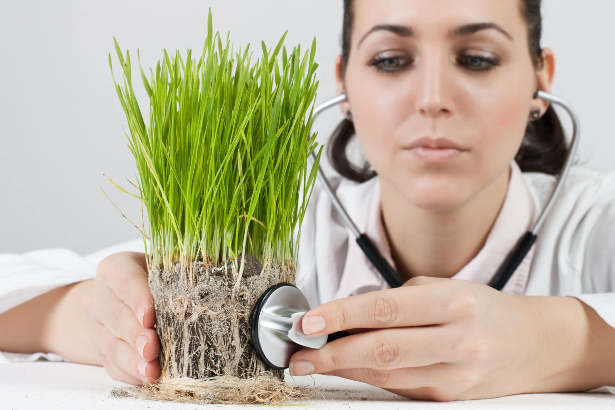 Plant Health Care Plan Elite Tree Care