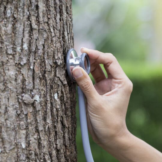 Treating Tree Problems