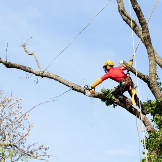 Stop Pruning Trees