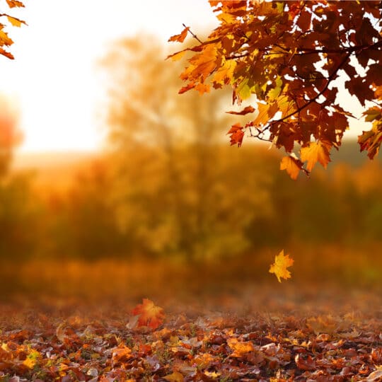 Fall Tree Pruning