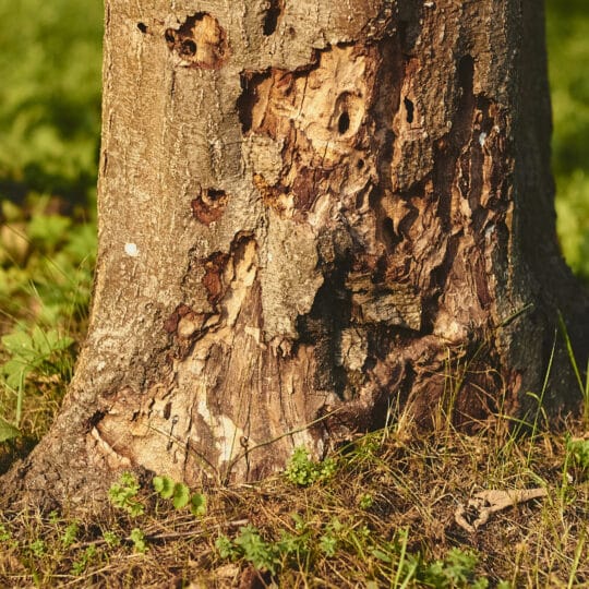 Tree Removal Signs