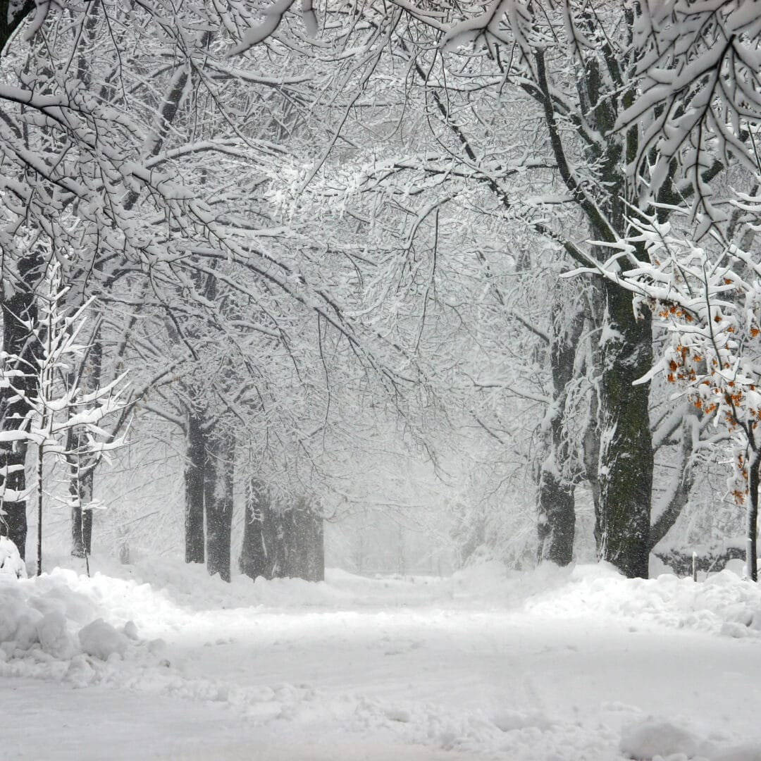 The Best Time for Tree Removal Elite Tree Care
