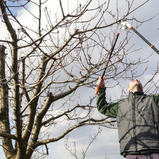 Tree Pruning Timeline