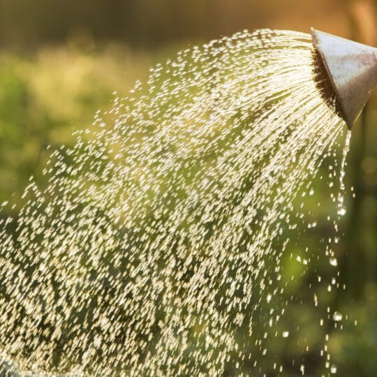 Watering trees