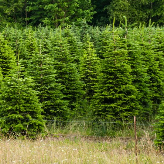 Trimming Trees Indoors and Out