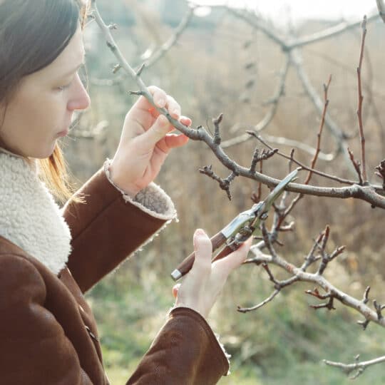 Tree Trimming Tips