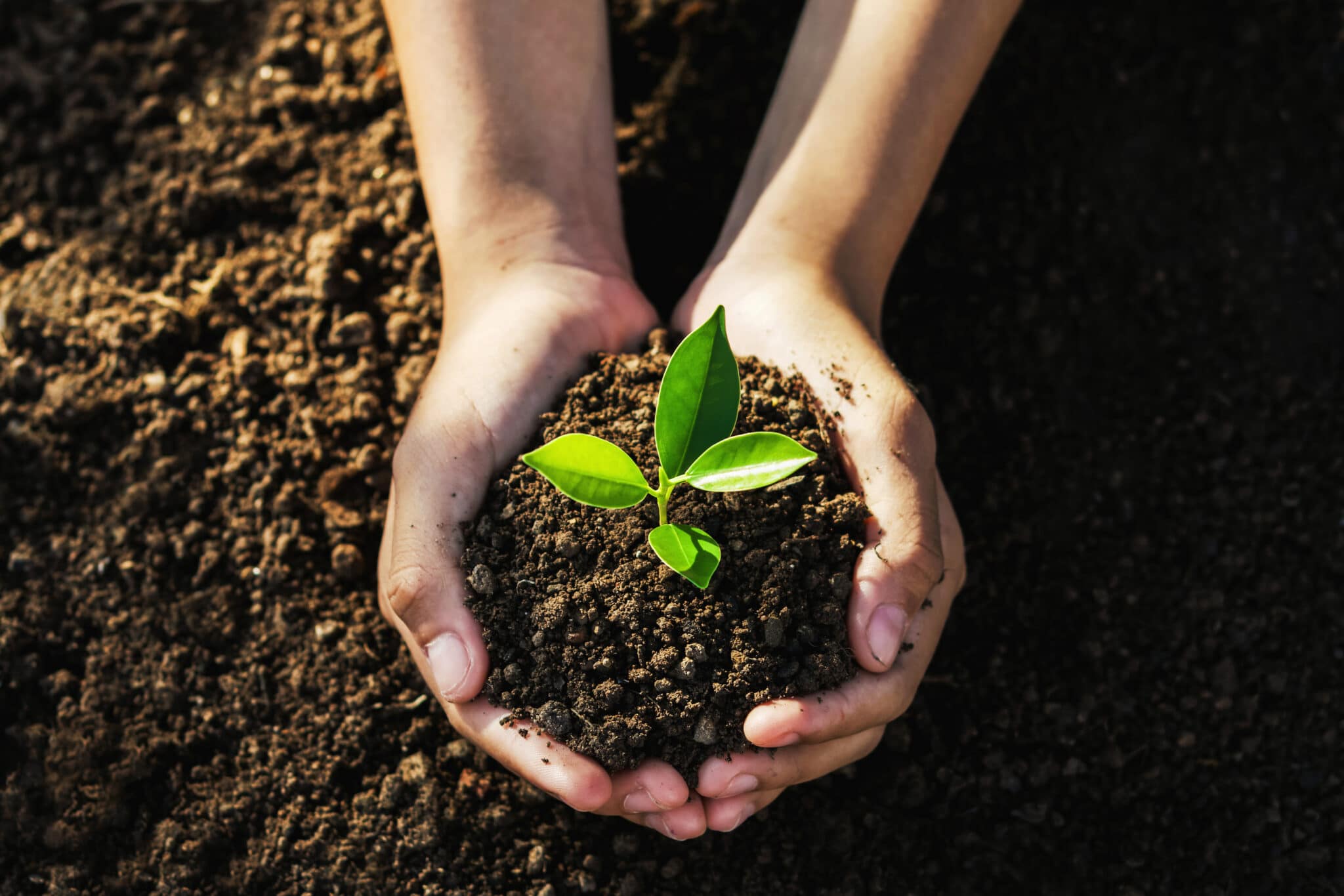backyard-earth-day-celebration-ideas-elite-tree-care