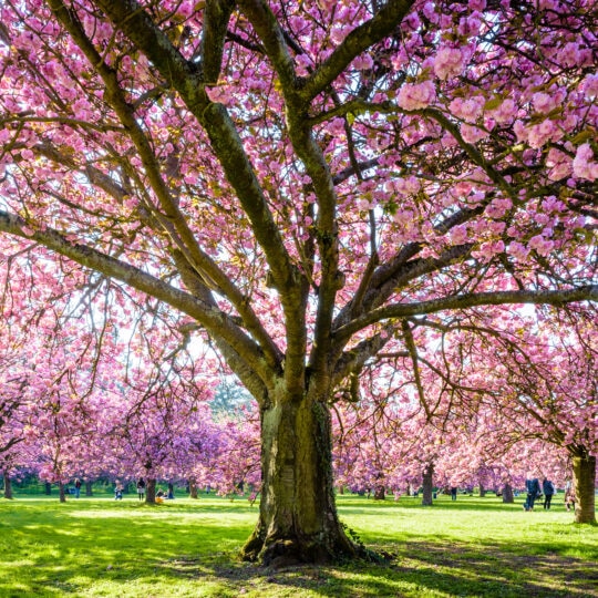 Spring Tree Maintenance