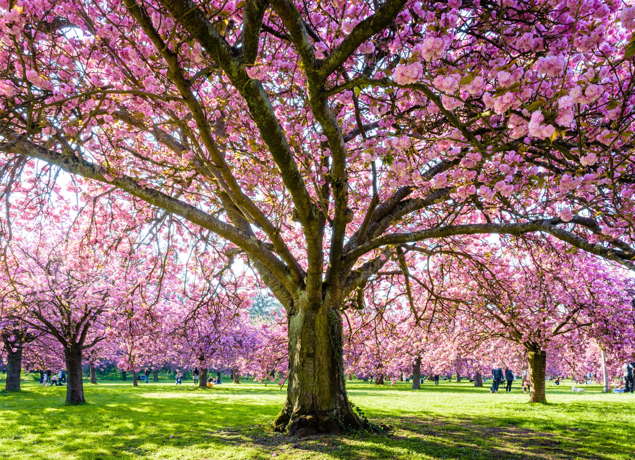 Spring Tree Care Techniques - Elite Tree Care
