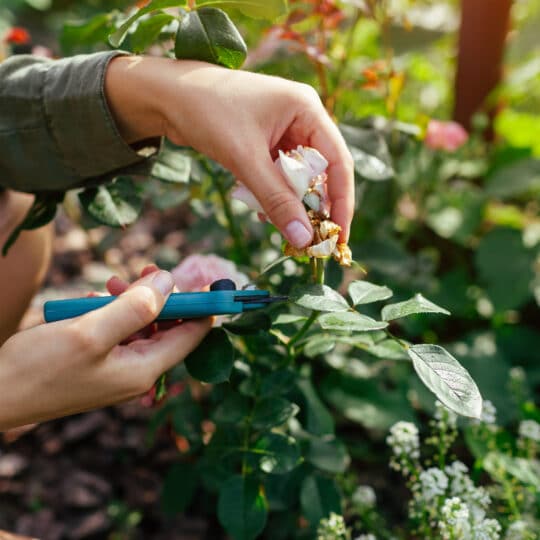 Summer Pruning Tips