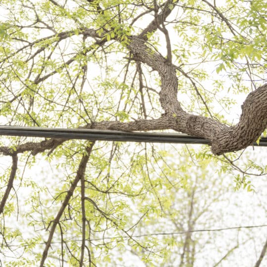 Signs A Tree Needs Pruning