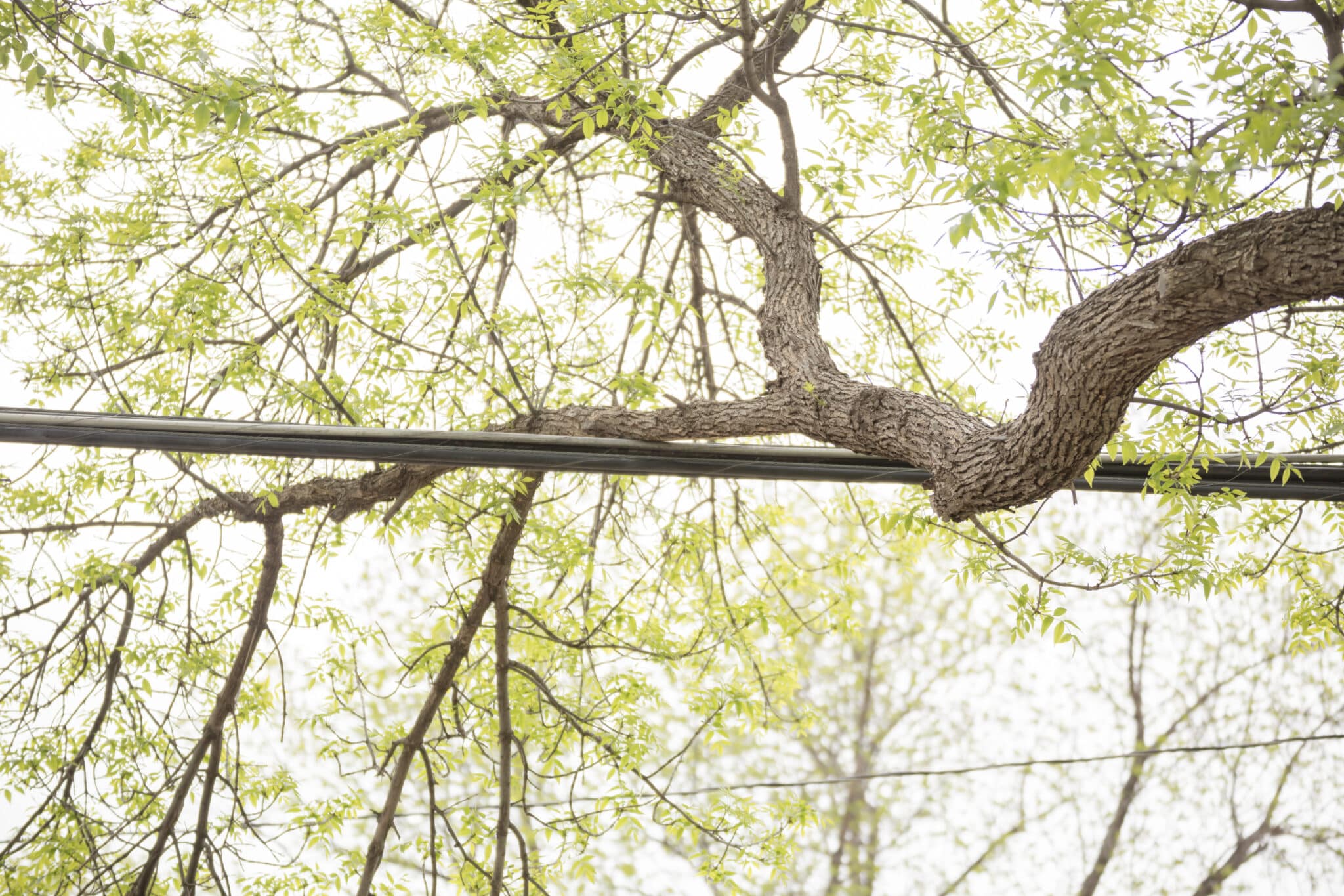 Signs A Tree Needs Pruning Elite Tree Care