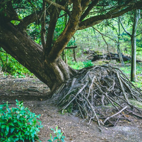 Remove a Tree this Spring