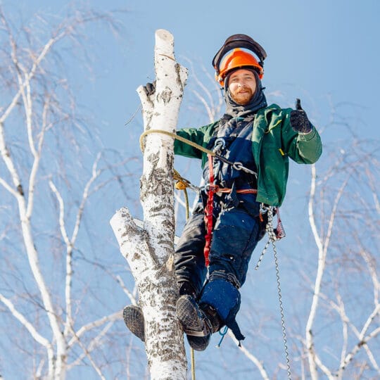 Tree Removal Tips