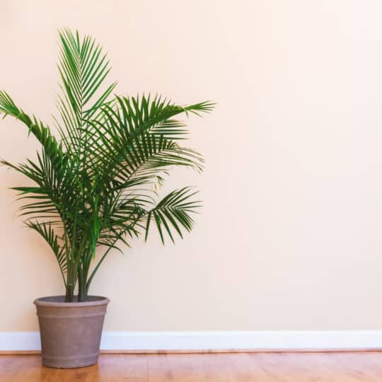 Indoor Tree Care Tips