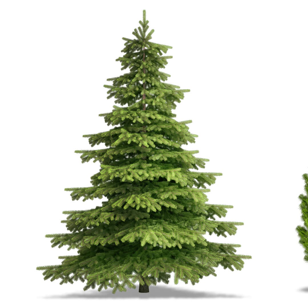 Compost Tree Elite Tree Care