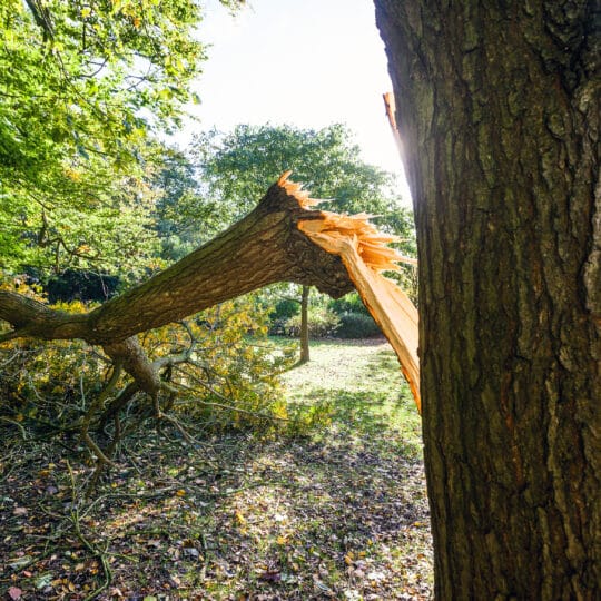 Summer Storm Tree Damage