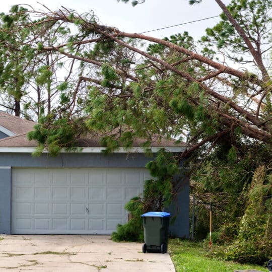 Fallen Tree Removal