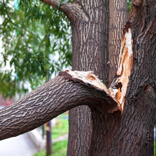 Prune a Damaged Tree