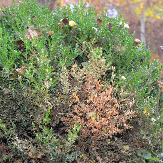 Boxwood Leafminer