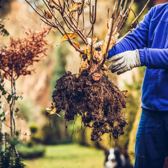 Transplanting a Tree