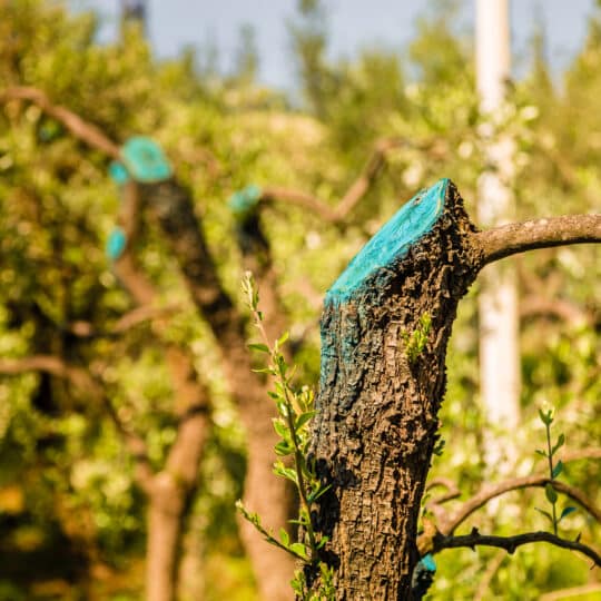 tree wound pruning sealer