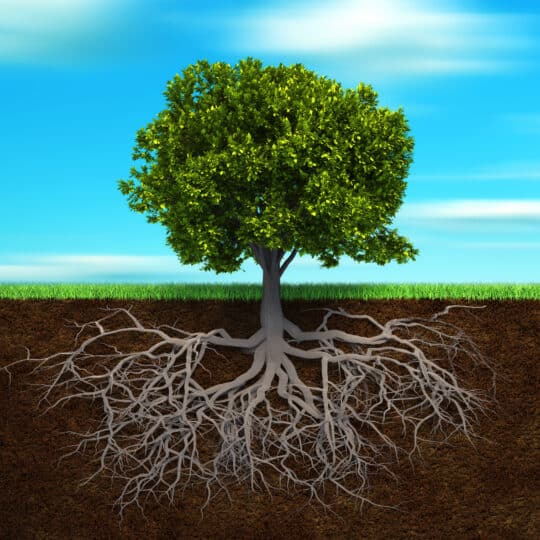Root Zone Invigoration