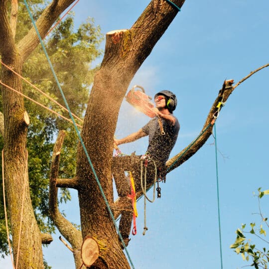 Tree Removal FAQs