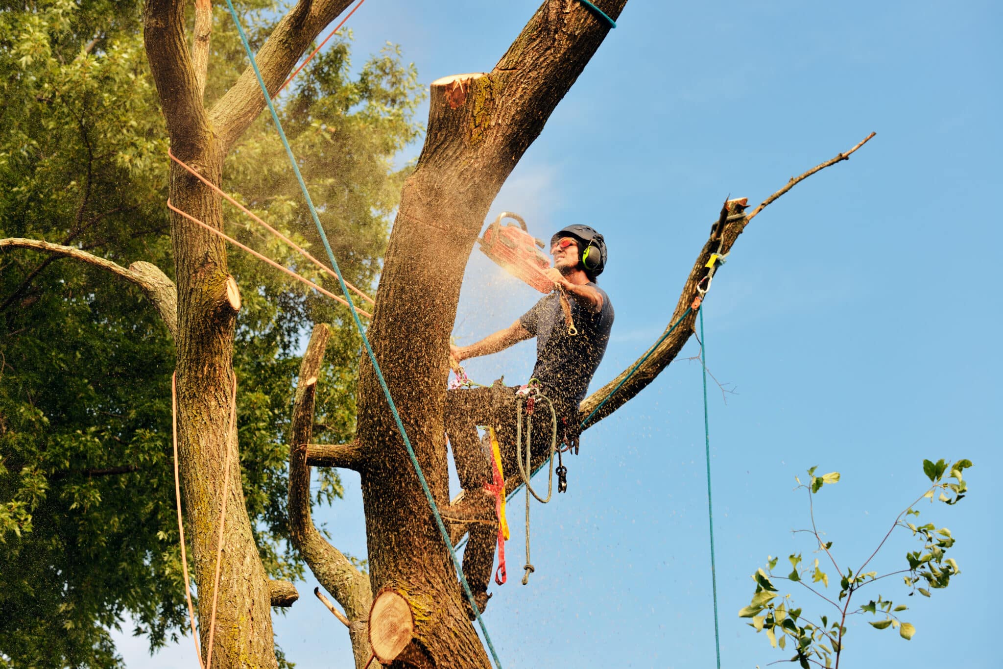 Before and After Tree Removal - Elite Tree Care
