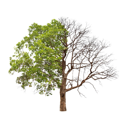 Why Some Branches Die