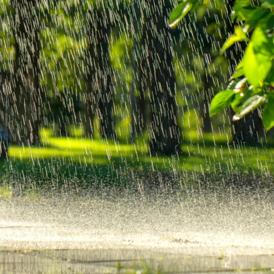 Negative Effects of Natural Overwatering