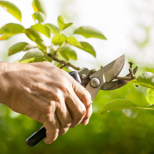 Tree Pruning Considerations