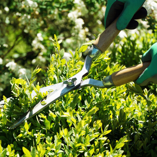 summer pruning