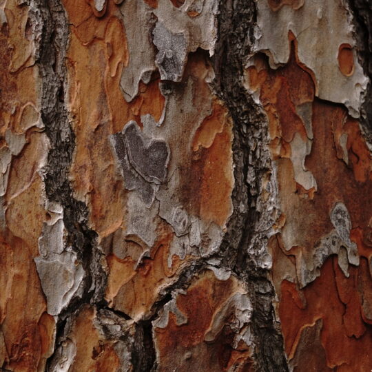 Cracked Tree Trunk Causes