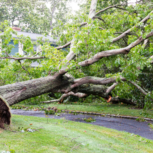 Tree Removal Responsibility