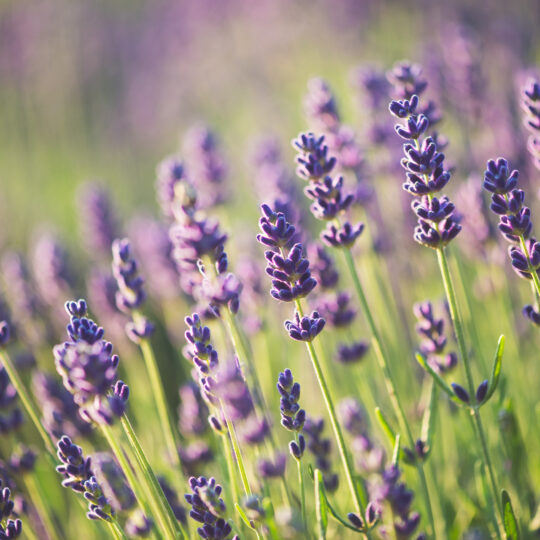 Plants to Prune in September