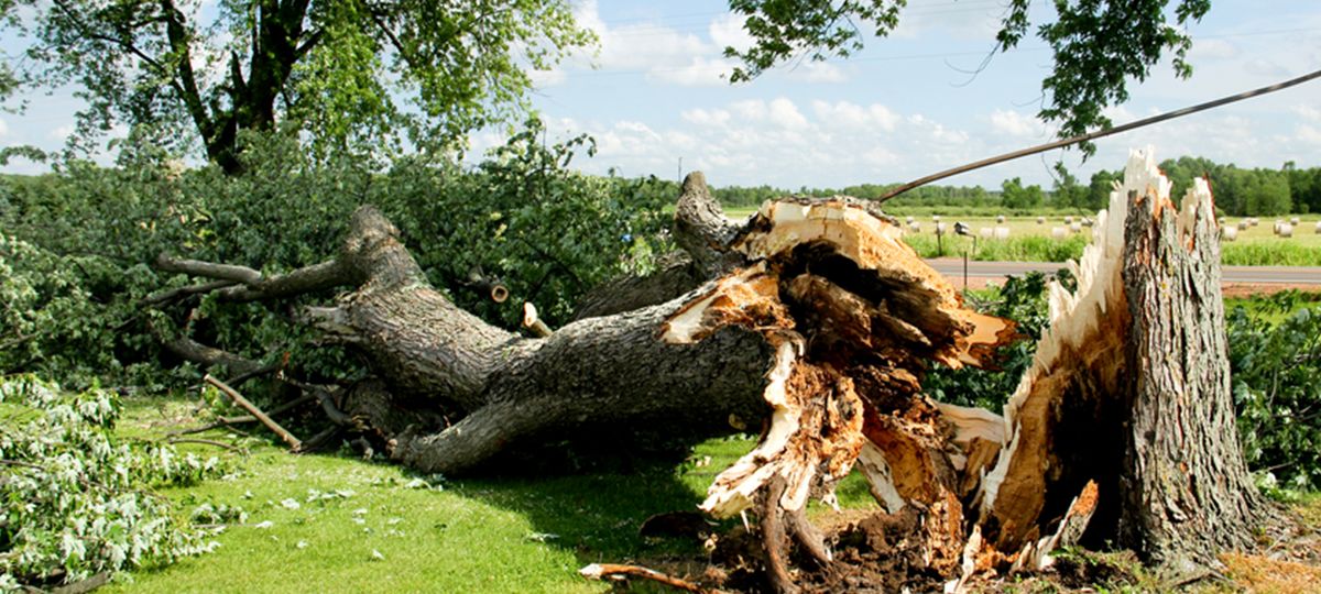24 hour tree removal service