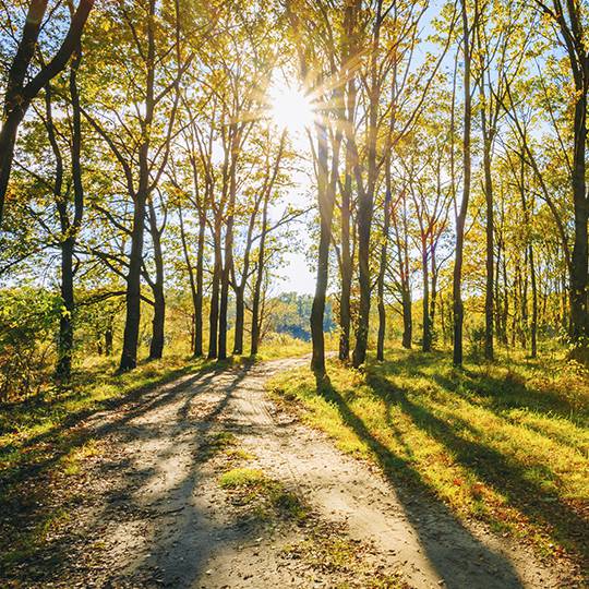 tree preservation services