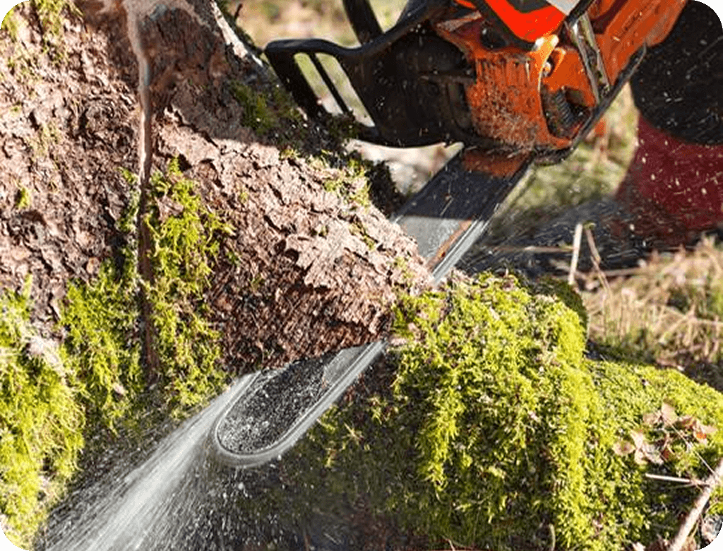 tree removal malvern pa
